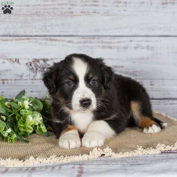 Trex, Miniature Australian Shepherd Puppy